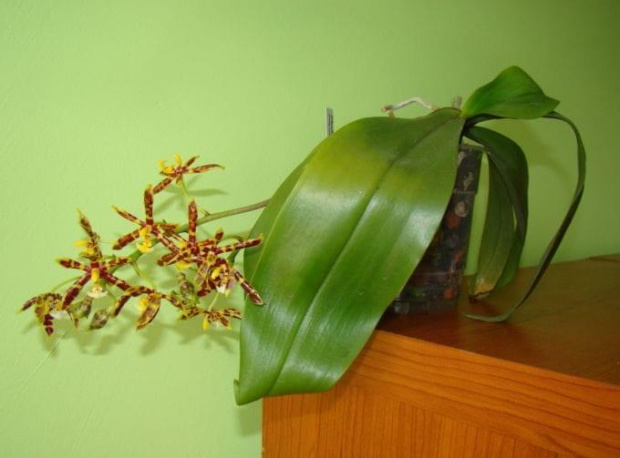 Phalaenopsis mannii 'mahoganii'