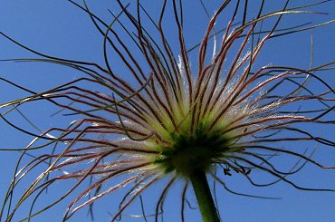 Były sobie sasanki i.... po sasankach :) #sasanki #kwiaty