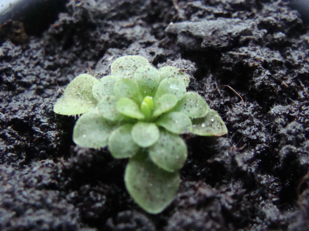 Pinguicula