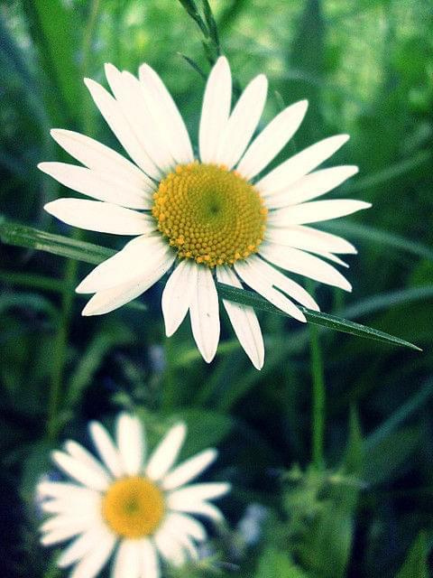 stokrotki #kwiaty #natura #przyroda