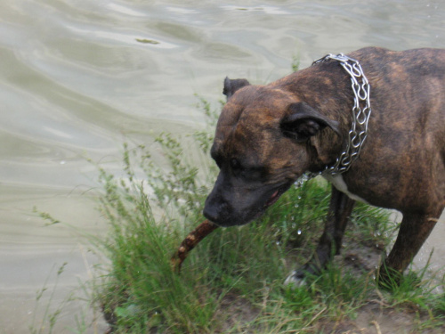 #Amstaff #pies