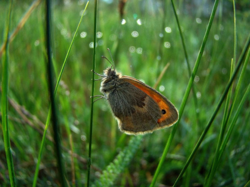 taki sobie po deszczu... #motyl #łąka #deszcz #czerwiec #las #lesna