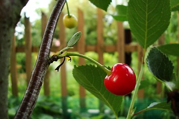 Smacznego:-) #wiśnia #owoc #drzewo