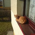rudek