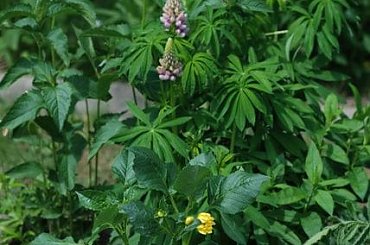 dalia bodacious 1 #dalie #kwiaty