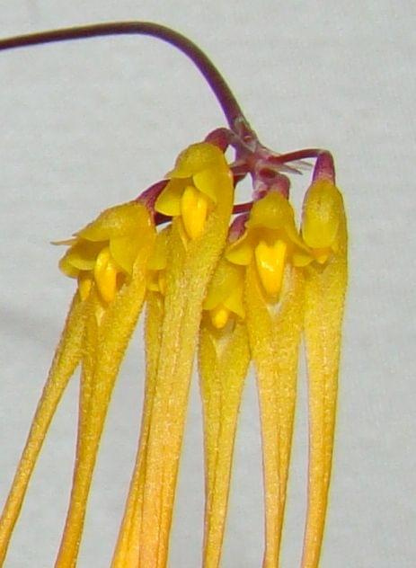 Bulbophyllum forrestii