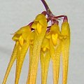 Bulbophyllum forrestii