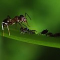 Symbioza mrówki-mszyce