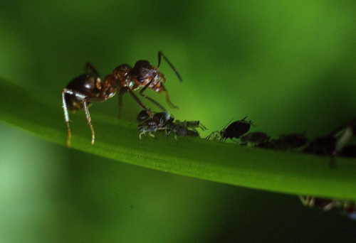 Symbioza mrówki-mszyce