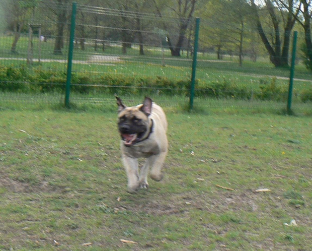 boerboel Gdańsk Shek Xantiland Szejk #boerboel