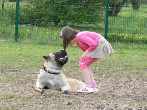 boerboel Gdańsk Shek Xantiland i Oliwia