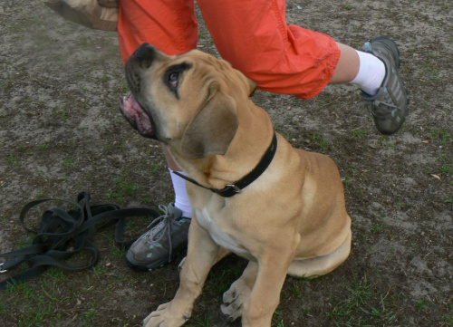 boerboel Gdańsk Charon Ballotada #boerboel