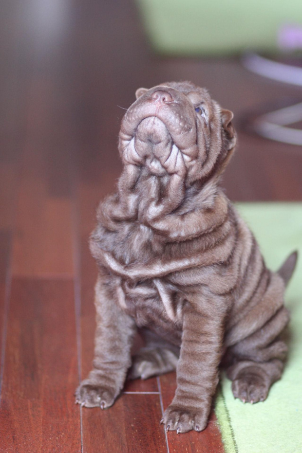 shar pei 9 tygodniowy #SharPei