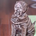 shar pei 9 tygodniowy #SharPei