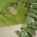 Hoya lacunosa Snow Caps 'Select'