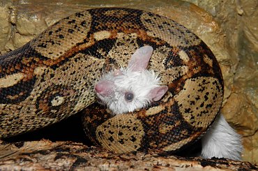 #GADYZWIERZETAWĘŻE