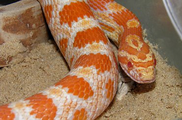 #GADYZWIERZETAWĘŻE