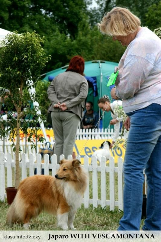 sheltie