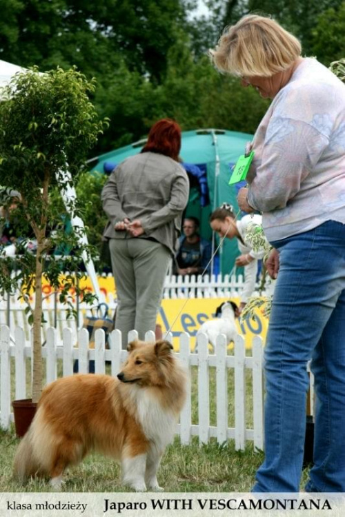 sheltie