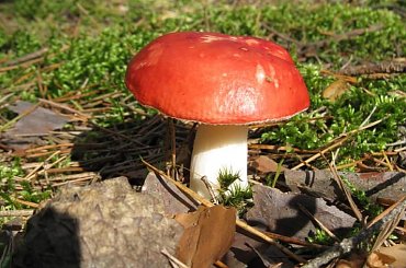 może niejadalne, ale przynajmniej ładnie wygląda :) #grzyb #muchomor