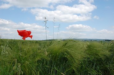 strzykawka w naturze #mak #roslina #przyroda