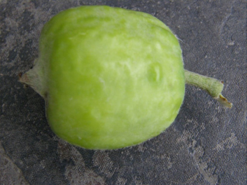 jabłko Cortland