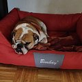 #bulldog #FioletoweForum #ForumBuldogaAngielskiego #pies