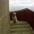 #Homer #Labrador #pies #zdjęcia #galeria