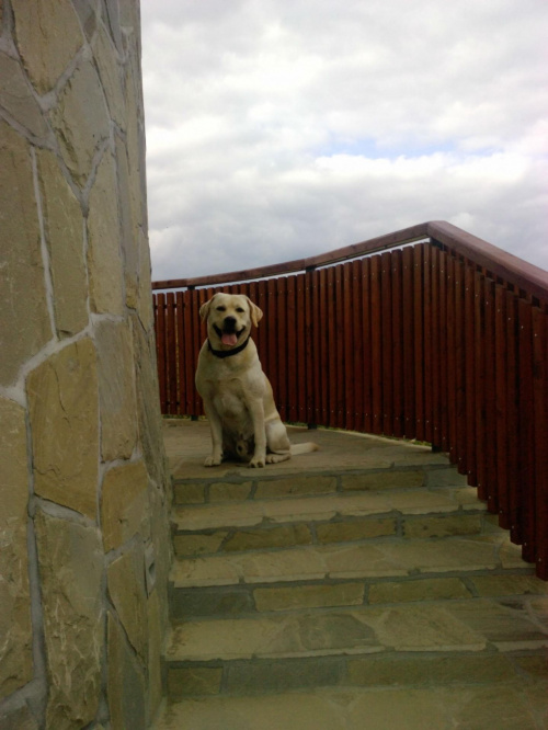 #Homer #Labrador #pies #zdjęcia #galeria