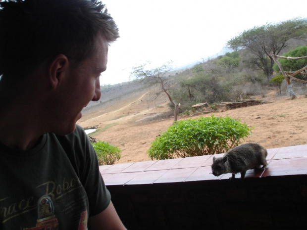 Tu z kolei na stołówce hoteliku w Tsavo West. Te zwierzątka przychodzą po jedzenie. Nie znam ich polskiej nazwy - ang. to rock hyrax.