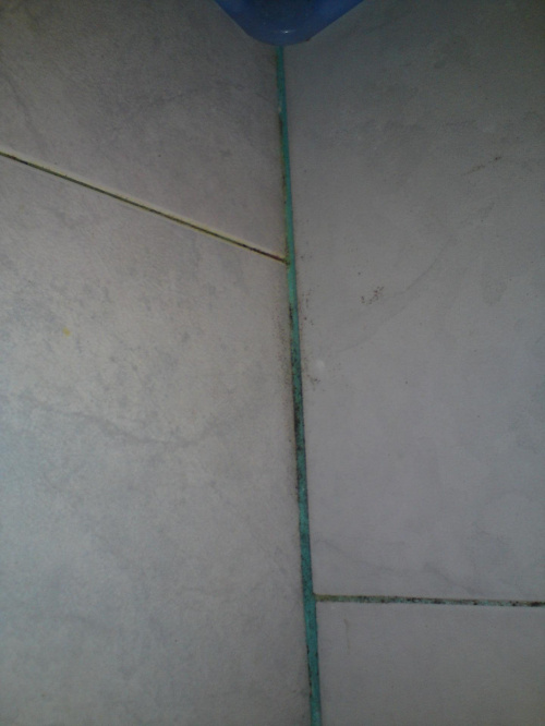 prysznic z grzybem na ścianach