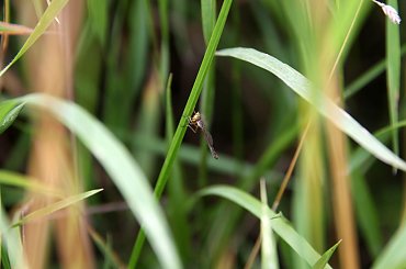 #Bralin #lato #łąki #kwiaty #zboże #owady