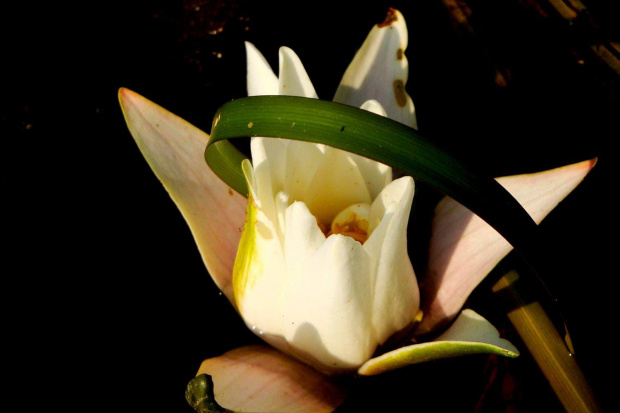 a to taka wodna naturalna dekoracja ;D #kwiat #makro #LiliaWoda #GrzybieńBiały