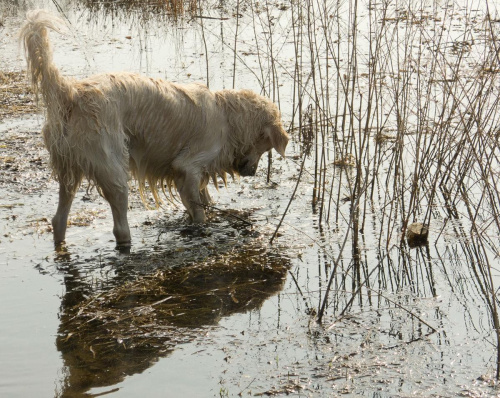Roki i woda #golden #pies #psy #zwierzęta