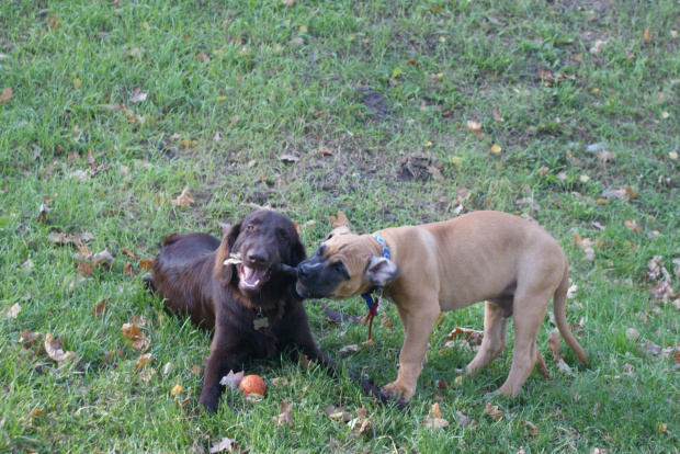 pepe - boerboel #Boerboel