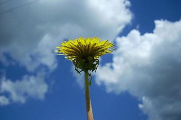 #wakacje #niebo #chmury #kwiatek #żółty #mlecz #niebieski #biały