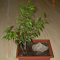 bonsai domowego wyrobu