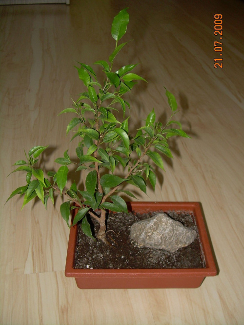 bonsai domowego wyrobu