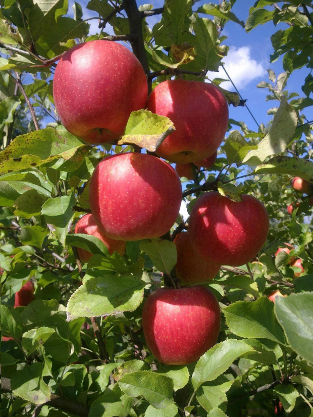 #jabłka #owoce #CzerwoneJabłuszka