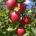 #jabłka #owoce #CzerwoneJabłuszka