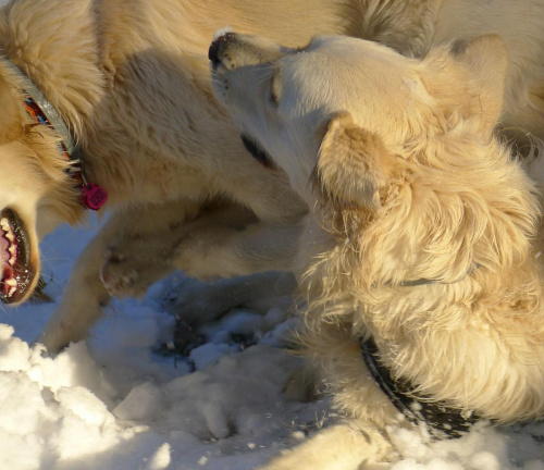 dwa goldny #golden #pies #psy #zwierzęta