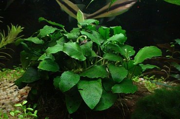 moje akwa... #akwarium #krewetki #helena