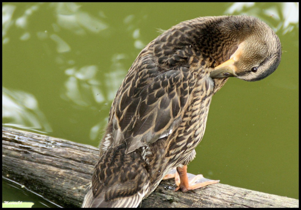 Kaczucha - w poznańskim zoo