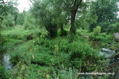 #siemiatycze #bug #PrzełomBugu #rzeka #drohiczyn #korczew #olendry #podlasie #bużyska #drażniew