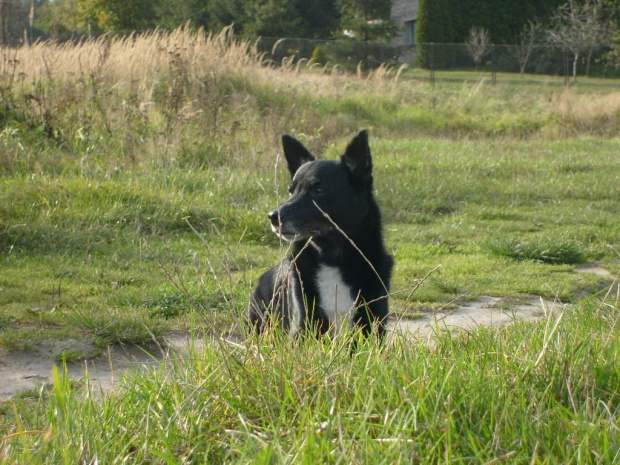 Masza #AlaskanMalamute #MaszaZHowerli #pies