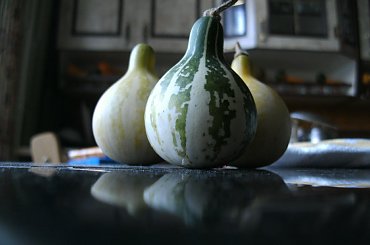 #dynia #dynie #AutumnWings #DancingGourd