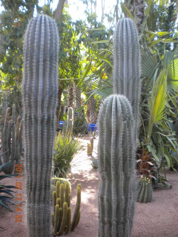 spacer po ogrodzie Laurenta w Marrakeszu