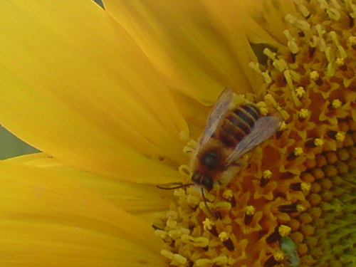 #pszczoła #słonecznik #macro #makro
