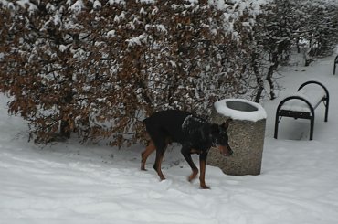 Dobek w parku #adopcja #Dobek #Doberman #pies #pomoc #schronisko