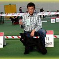#champion #pies #sznaucer #wystawy #zibi